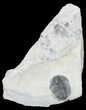 Elrathia Trilobite In Shale - Utah #55342-1